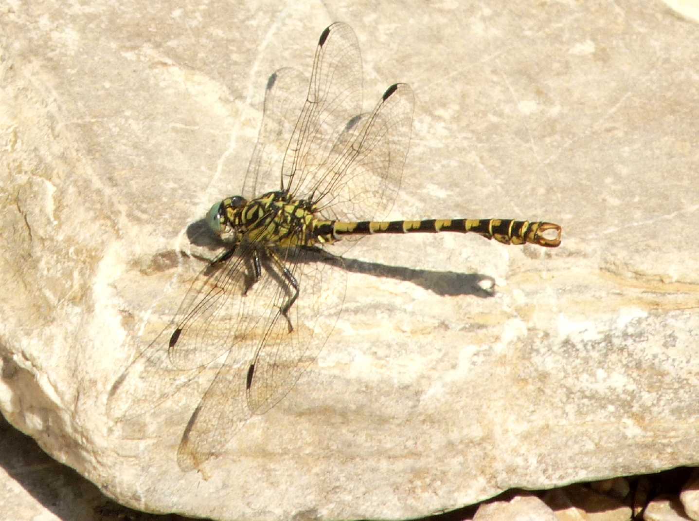 Onychogomphus forcipatus unguiculatus